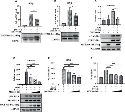 African Swine Fever Virus MGF360-14L Negatively Regulates Type I Interferon Signaling by Targeting IRF3